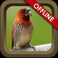 Suara Burung Emprit الملصق