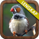 Zebra Finch Kicau Mania APK