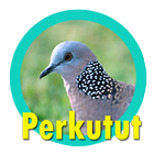 Suara Burung Perkutut Juara আইকন