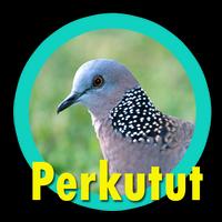 Suara Burung Perkutut Juara পোস্টার