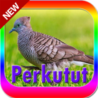 suara burung perkutut terbaik ไอคอน