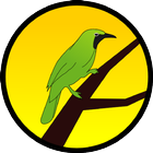 Kicau Burung Kepudang Emas biểu tượng