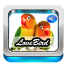 Suara Lovebird APK