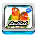 Suara Lovebird أيقونة