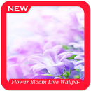 Flower Bloom Live Wallpaper APK