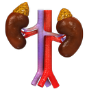 VR Adrenal Glands On Kidneys APK