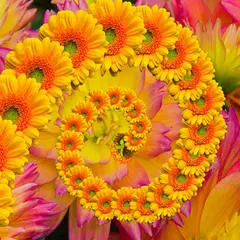 Image Beautifuly Flowers: Kids APK download