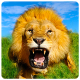 Wild Lion Simulator icon