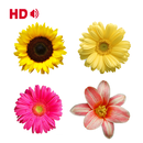 Coloring Flower Pages APK