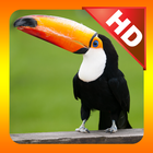 Kidzee Birds-icoon