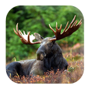 Moose Sounds APK