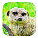 Mongoose Sounds APK