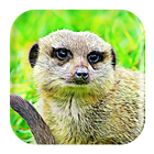Mongoose Sounds biểu tượng