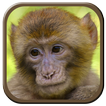 Monkey Sounds