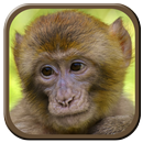Monkey Sounds APK