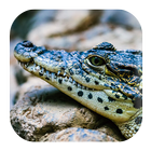 Crocodile Sounds-icoon