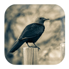Crow Sounds أيقونة