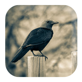 Crow Sounds ikona