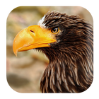 Eagle Sounds 아이콘