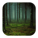 Forest Sounds APK