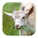 Goat Sounds APK