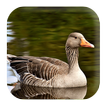 Goose Sounds