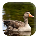 Goose Sounds APK