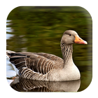 Goose Sounds иконка