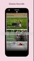 Goose Sounds постер