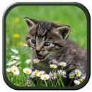 Kitten Sounds APK