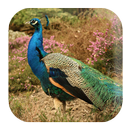 Peacock Sounds APK