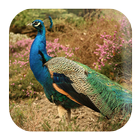 Peacock Sounds Zeichen