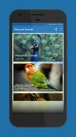 Peacock Sounds Plakat