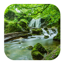 Relax Forest Sounds APK