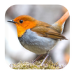 Robin Bird Sounds