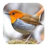 Robin Bird Sounds ikona