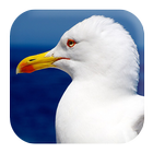 Seagull Sounds आइकन