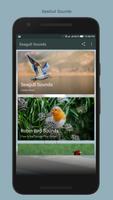 Seagull Sounds पोस्टर