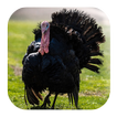Turkey Sounds