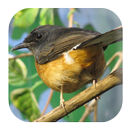 White-rumped Shama Sounds APK