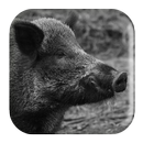 Wild Boar Sounds APK
