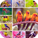 Birds HD Wallpapers APK