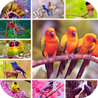 Birds HD Wallpapers icône