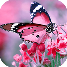 Butterfly HD Wallpapers 图标
