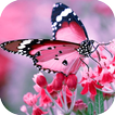 ”Butterfly HD Wallpapers