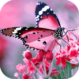 Butterfly HD Wallpapers Zeichen