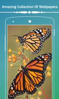 Butterfly HD Wallpapers الملصق