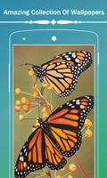 Butterfly HD Wallpapers Affiche