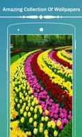 Flowers Wallpaper HD poster