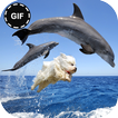 Funny Gif Images